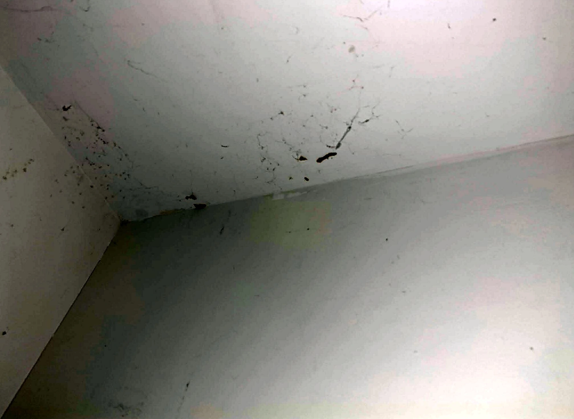 Residential Treatment performed by Sheraden Pest Control in Pittsburgh, PA