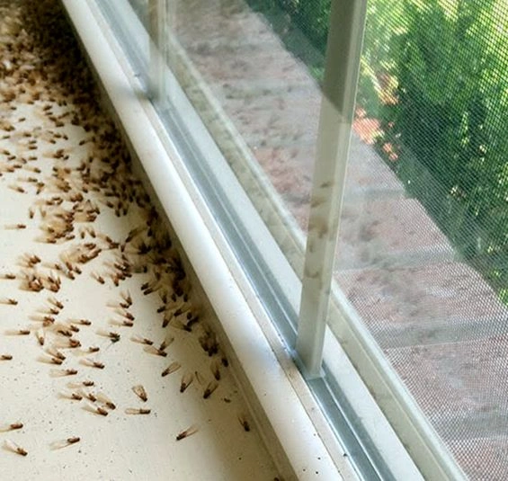 Commercial Service performed by Sheraden Pest Control in Pittsburgh, PA